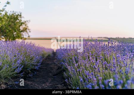 Scenic lavender field bushes close up at dusk Stock Photo