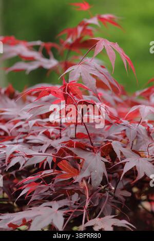 Acer Palmatum Fireglow Japanese maple displaying characteristic bright red leaves in summer - July. UK Stock Photo