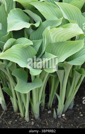 Hosta Krossa Regal. Plantain lily Krossa Regal displaying characteristic grey blue foliage in May .UK Stock Photo