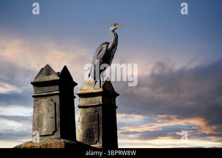 Grey Heron perched on roof chimney pot Britain Uk Stock Photo