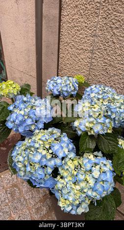Soft blue hydrangea flowers growing beside a quiet street, creating a peaceful summer atmosphere. Captured in natural daylight, ideal for themes of Stock Photo