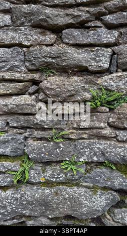 Close-up of a textured stone wall with green grass sprouting between the rocks. Natural resilience and contrast between nature and structure. Stock Photo