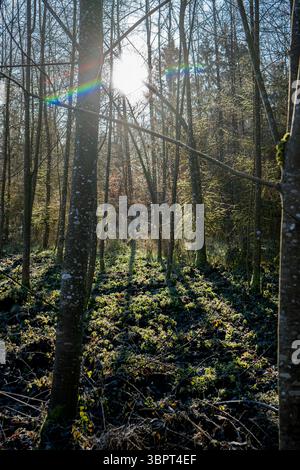 Early morning sunlight casts long shadows in a quiet forest, with rainbow lens flare and mossy undergrowth. Stock Photo