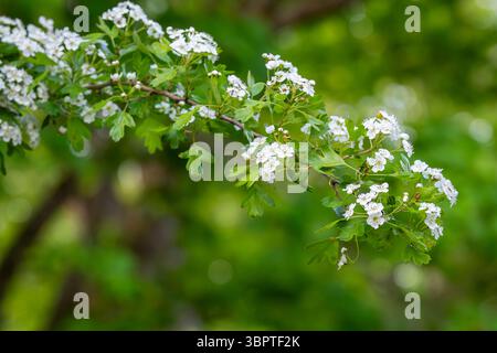 Close-up of the flowers of Crataegus. The blossom of a Hawthorn tree in spring. Hawthorn (Crataegus oxyacanta) is a medicinal plant. Stock Photo