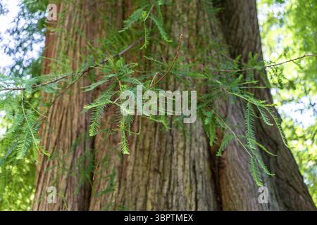 The trunk of a coast redwood tree (Sequoia sempervirens) with it fine leaves visible, growing in Southern England, UK, Europe Stock Photo