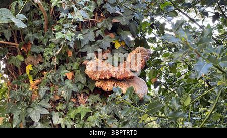 Ceriporus squamosus, or the Dryad's Saddle fungus, growing on an ivy covered horse chestnut tree, Milton Keynes, UK Stock Photo