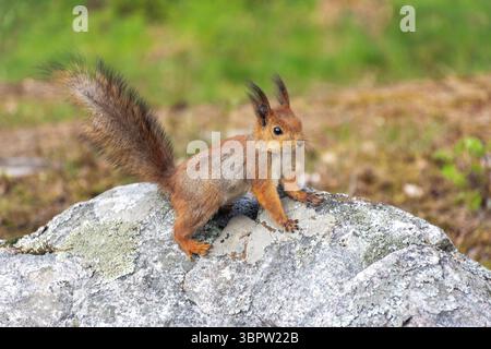 Red Squirrel (Sciurus vulgaris), Seurasaari Open-Air Museum (Seurasaaren ulkomuseo), Meilahti, City of Helsinki, Uusimaa Region, Republic of Finland Stock Photo