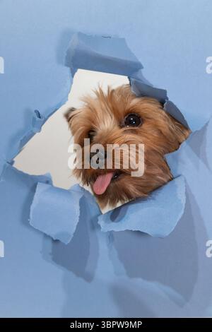 A Yorkshire terrier playfully peeks through a hole in torn blue paper, showcasing its curious expression and tongue out. The background is simple, focusing on the pet's adorable features. Stock Photo