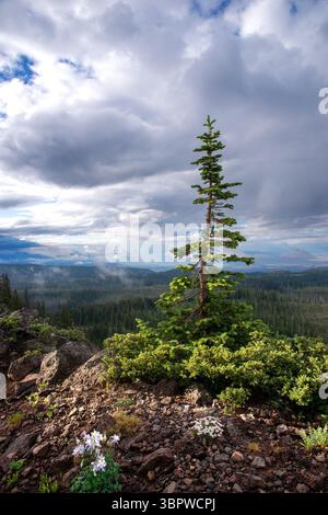 Blue columbine and wild daisies flower below a young conifer tree on the Grand Mesa in central Colorado. Stock Photo