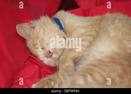 Beautiful ginger cream orange red cat sleeping on a red blanket Stock Photo