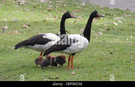 Family of two adult magpie geese birds with their babies standing on green grass Stock Photo