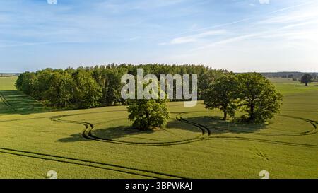 Tire tracks circle three large trees in a vibrant green field during sunny weather. Stock Photo