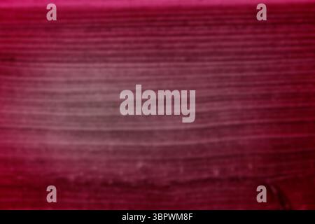 Showing flat design red-stained surface with horizontal grain lines shifting pink-red to crimson Stock Photo
