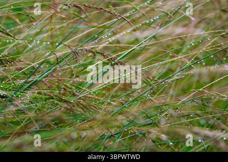 Close-up of meadow grass in the Swiss Alps on a fresh summer morning, with blades criss-crossing in a natural pattern and sparkling dew drops. Stock Photo
