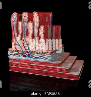 This image shows an overview of the layers of the human body Stock ...