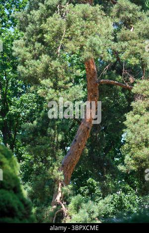 Sunlight filters through lush green leaves, illuminating a sturdy tree trunk. Stock Photo
