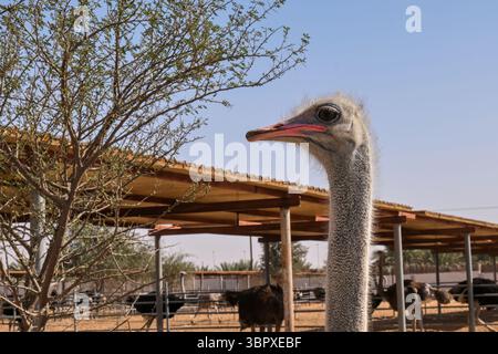Ostrich stands tall in enclosure on bird farm in Dubai, UAE. Background shows farm structures. Avian agriculture in Middle Eastern region. Stock Photo