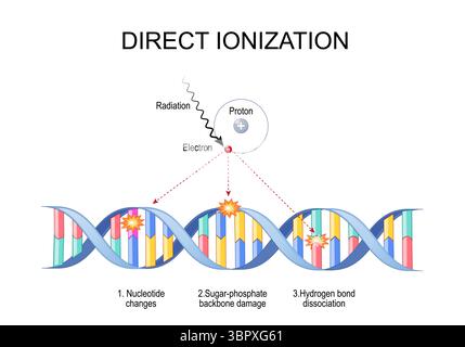 Direct ionization. Direct action of ionizing radiation on atom and DNA molecule, causing structural damage, mutations or cell death.  Detailed Vector Stock Vector