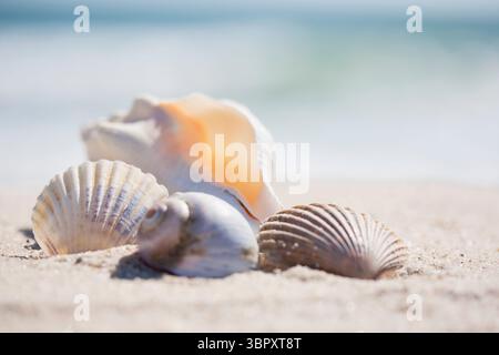 Various sea shells on beach Stock Photo
