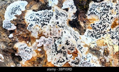 Unique stone texture background with various natural color shades and organic stone structure Stock Photo