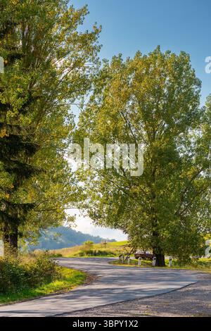 An empty asphalt road winding among trees Stock Photo - Alamy
