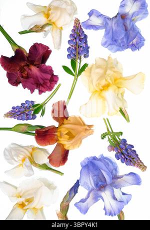 Arrangement of multicolored irises and grape hyacinths (muscari) on a clean white background. Ideal for floral and botanical designs Stock Photo
