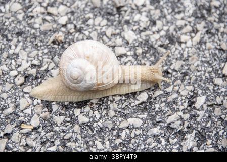 Close-up of a snail on asphalt with grey shell, Zgornje Jezersko, Gorenjska, Slovenia Stock Photo