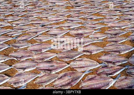 Cleaned fish drying in the sun on coconut matte, Negombo, Sri Lanka Stock Photo