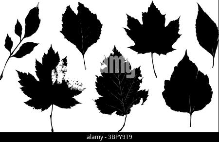 Collection of black leaf silhouettes from different tree species, realistic graphic style, isolated on white background, concept of nature diversity Stock Vector