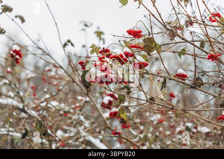 Viburnum branches with red berries on a gray autumn blurred background Stock Photo