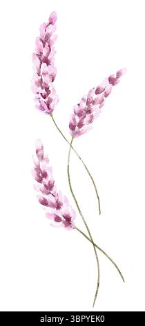 Three delicate lavender sprigs painted in soft pink-purple watercolor, showcasing slender green stems and clustered petals ideal for botanical prints, Stock Photo