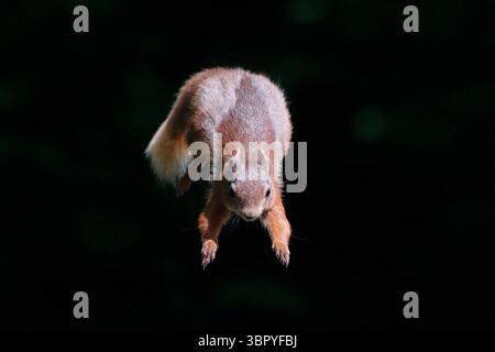 RED SQUIRREL leaping, UK. Stock Photo