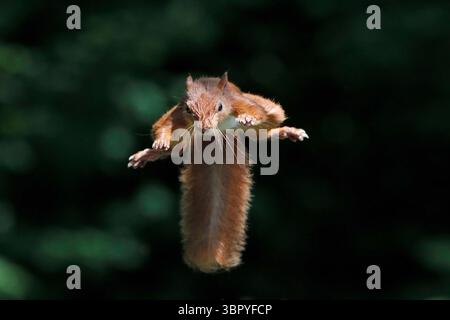 RED SQUIRREL leaping, UK. Stock Photo