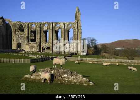 Picturesque scenic sunlit monastic Bolton Abbey ruins (ancient monument in beautiful setting, chancel view from south) - Yorkshire Dales, England, UK. Stock Photo