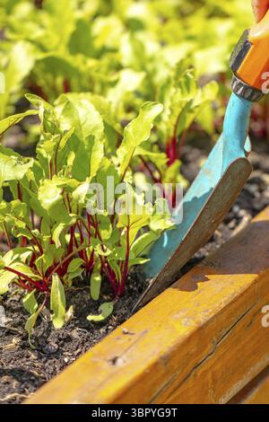 Young beetroot plants in the bed with a small blue shovel Stock Photo