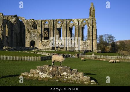 Picturesque scenic sunlit monastic Bolton Abbey ruins (ancient monument in beautiful setting, chancel view from south) - Yorkshire Dales, England, UK. Stock Photo