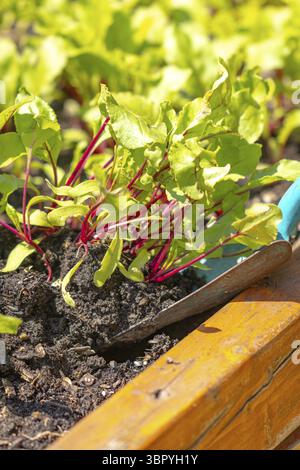 Young beetroot plants in the bed with a small blue shovel Stock Photo