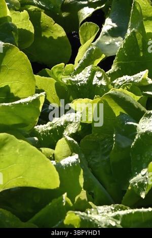 Background of fresh green lettuce leaves in an organic garden in vertical format Stock Photo