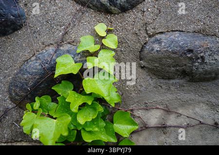 Vibrant Green Ivy Climbing on an Aged Stone Wall Stock Photo