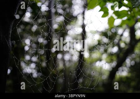 Dew-Covered Spiderweb in Lush Green Forest at Morning Light Stock Photo