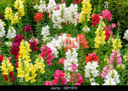 Colorful snapdragons blooming in a vibrant garden setting. Antirrhinum majus, the common snapdragon. Stock Photo