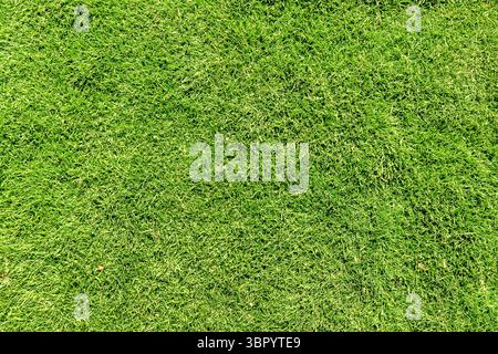Green grass texture background, grass garden concept used for making green background football pitch, Grass Golf, green lawn pattern textured Stock Photo