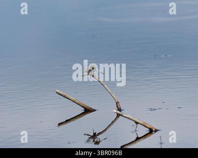 Black-tailed skimmer perched on a stick in a lake Stock Photo