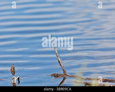 Three common blue damselflies on a stick in the water Stock Photo