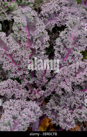 Purple veins and green purple leaves of purple curly kale. Brassica oleracea Stock Photo