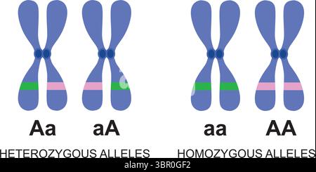 Vector illustration of genes and alleles on white background. Stock Vector