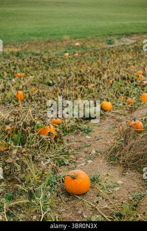 Rows of pumpkins scattered in a pumpkin field during the fall harvest season with dry vines and green grass. Stock Photo