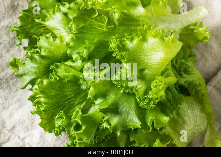 Raw Organic Fresh Baby Green Leaf Lettuce in a Bunch Stock Photo