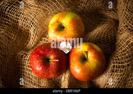 Overhead view of three colorful apples, varying in shades of red and yellow, with a small white flower, thoughtfully placed on a textured background. Stock Photo