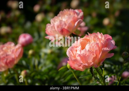 Open flowers of the hybrid peony 'Coral Charm'. Peony Coral Charm. Semi-double pink peony flower, Herbaceous Hybrid. Stock Photo